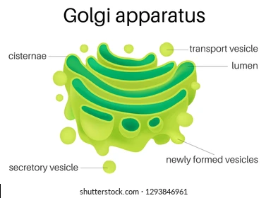 <p>Golgi apparatus</p>