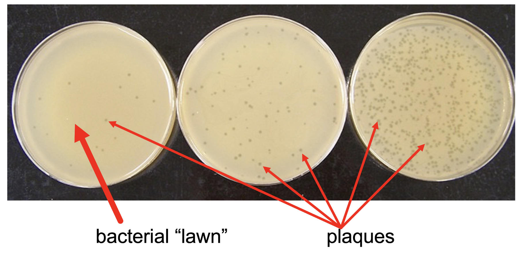 <p>When bacteriophages infect bacteria, <strong><em>plaque </em></strong>forms - dead bacteria </p><ul><li><p>if genes in the bacteriophage are defective, plagues either don’t form, or don’t look like wildtype plaques </p></li></ul>