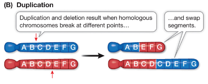 <p>A mutation that results when homologous chromosomes break at different positions and swap segments.</p>