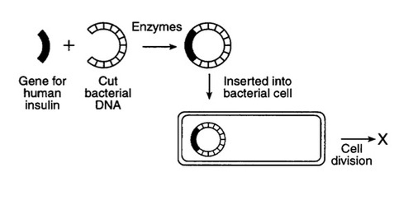 <p>inserts genes of one organism into the genes of another</p>