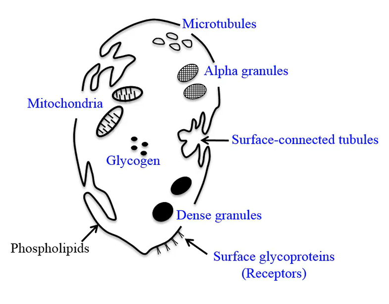 <p>glycoproteins</p>