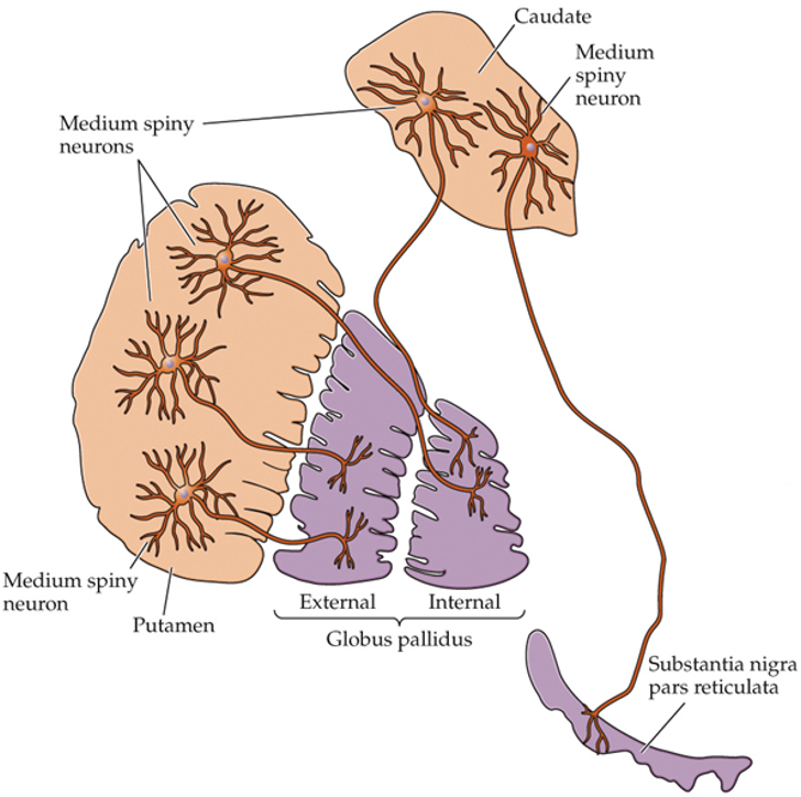 <ul><li><p>medium spiny neurons fire in anticipation of limb and trunk movements</p></li></ul><p></p>