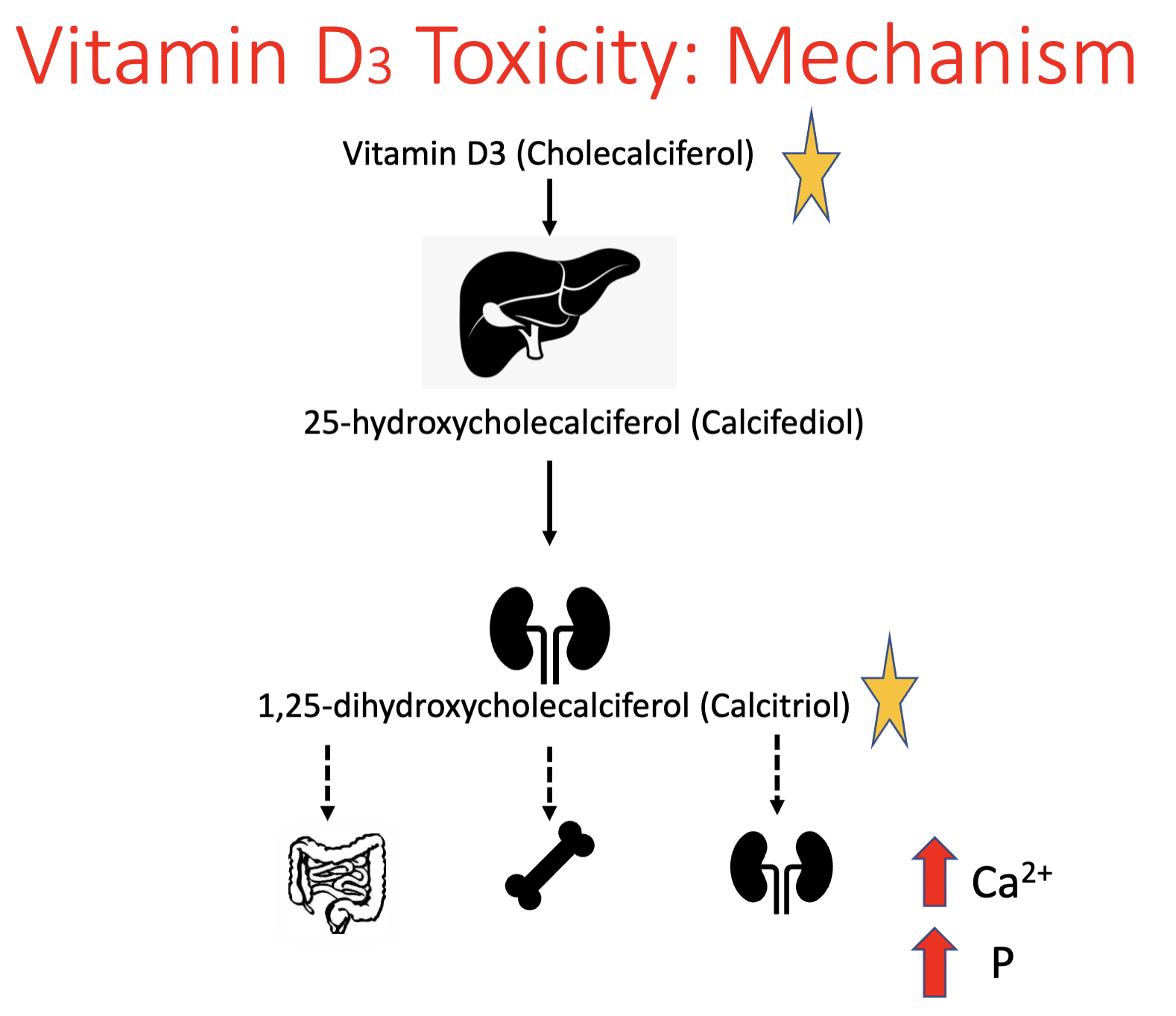 <p>vitamin D<sub>3</sub> (cholecalciferol) → metabolized to <strong>calcitriol</strong> → results in ↑ Ca<sup>2+</sup> & P</p><ul><li><p>↑ GI absorption</p></li><li><p>↑ release from bone</p></li><li><p>↑ kidney reabsorption</p></li></ul><p></p><p>**calcitriol binds vitamin D receptors with 1000x greater affinity than vitamin D<sub>3</sub></p>
