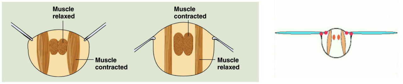 <p>Attached to cuticle on body (flatten vs. expand entire body to move wings)</p>