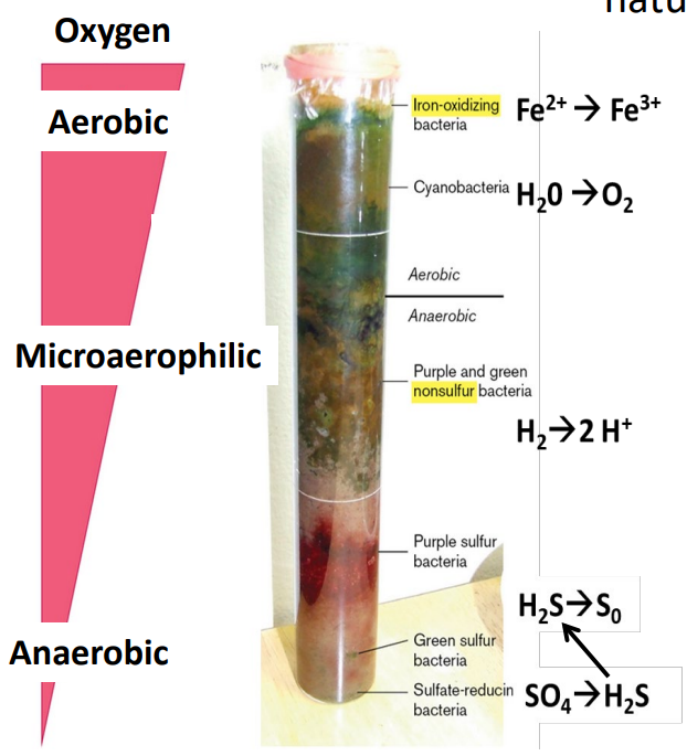 <p>Winogradsky column</p>