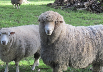 <p>7th-12th intercostal space on the right side</p>