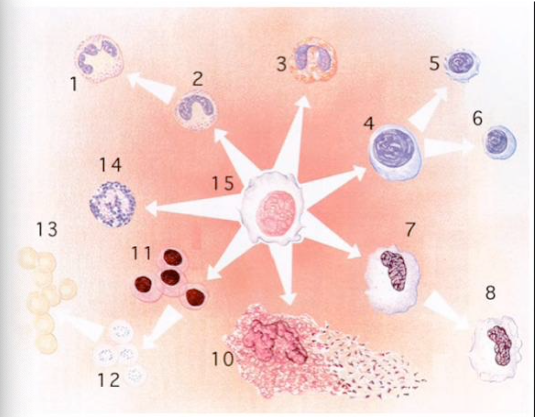 <p>T or F: RBC’s contain a nucleus</p>