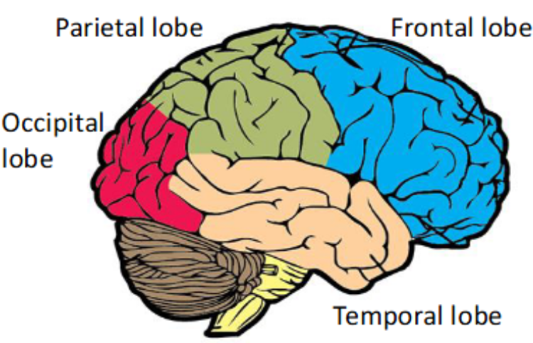 <ul><li><p>divided into 3 major parts:</p><ul><li><p>fore brain</p></li><li><p>mid brain</p></li><li><p>hind brain</p></li></ul></li></ul><p></p>