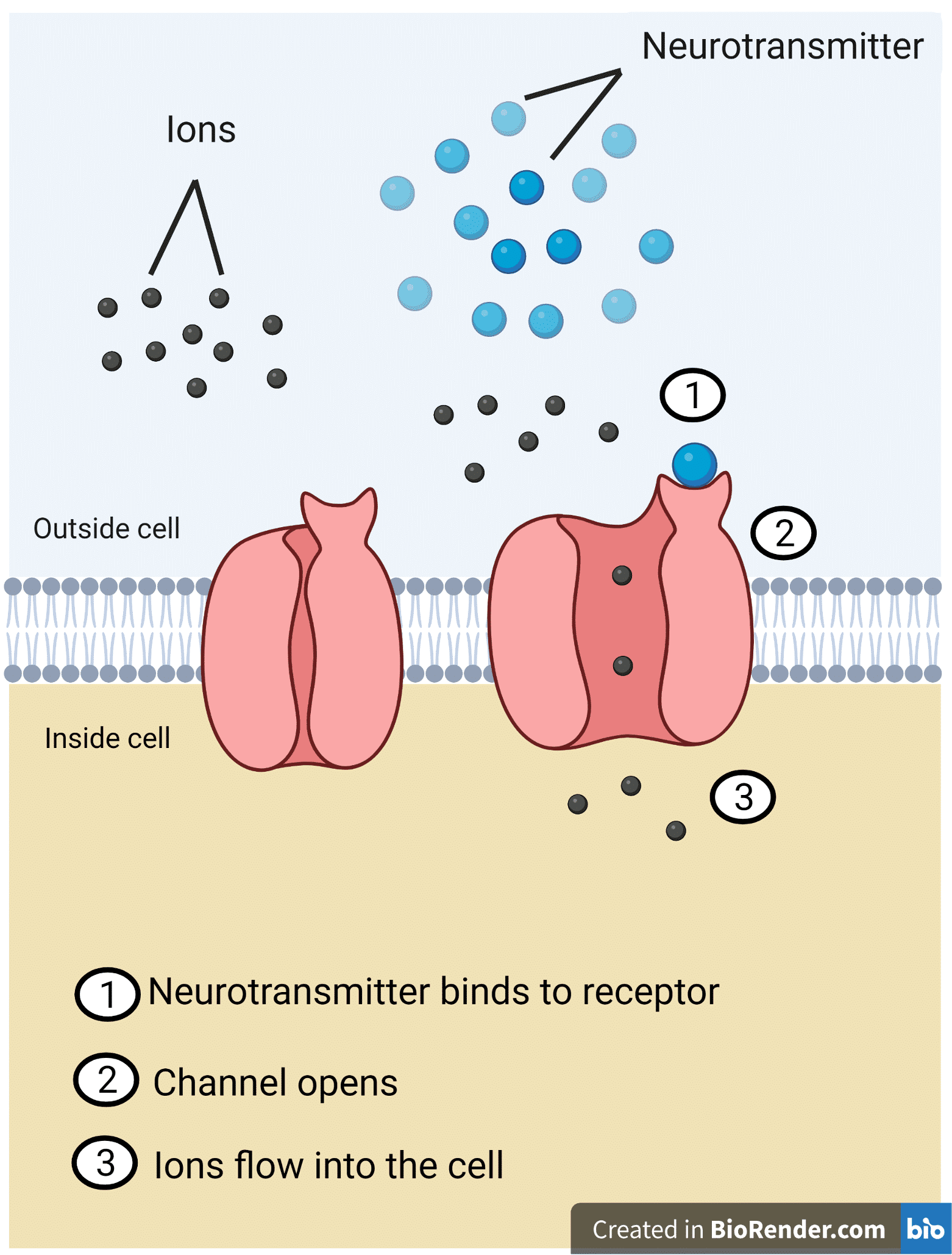 <ul><li><p>when bound to ACh, they activate a series of biochemical rxns on cytoplasmic side of cell</p></li><li><p>which further activates and open ions channels in the post synaptic cell membrane</p></li><li><p>this process takes longer than opening of a nicotinic ion channel by the direct binding of ACh</p></li><li><p>this action of ACh is called slow transmission</p></li></ul><p></p>
