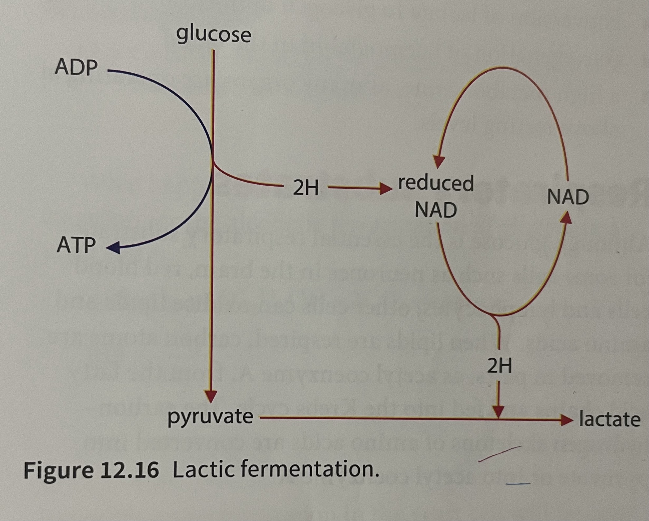 <p>Only glycolysis continues</p><p>NADH transfers its hydrogen to pyruvate to form lactate forming NAD and lactic acid</p><p>Lactate dehydrogenase catalyses the reaction</p><p>Lactate is converted back to pyruvate when sufficient oxygen in present</p>