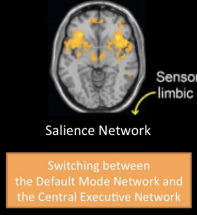 <p>highly involved in processing sensory stimuli with visceral, autonomic, and hedonic pleasure information </p><ul><li><p><span style="color: rgb(255, 255, 255)">anterior cingulate cortices</span></p><ul><li><p>deals with attention and processing of pain and reward</p></li></ul></li><li><p><span style="color: rgb(255, 255, 255)">anterior insula cortex</span></p><ul><li><p>interoceptive signals </p></li></ul></li><li><p><span style="color: rgb(255, 255, 255)">subcortical nodes involved in affect and reward processing</span></p></li><li><p><span style="color: rgb(255, 255, 255)">integrates internal and external stimuli</span></p></li><li><p><span style="color: rgb(255, 255, 255)">plays a key role in identifying the most relevant stimuli in order to guide attention and behavior for adaptive purposes – important for “switching” between the default mode and central executive networks</span></p><ul><li><p>e.g., gut reaction and increases awareness of subjective feeling states </p></li></ul></li></ul><p></p>
