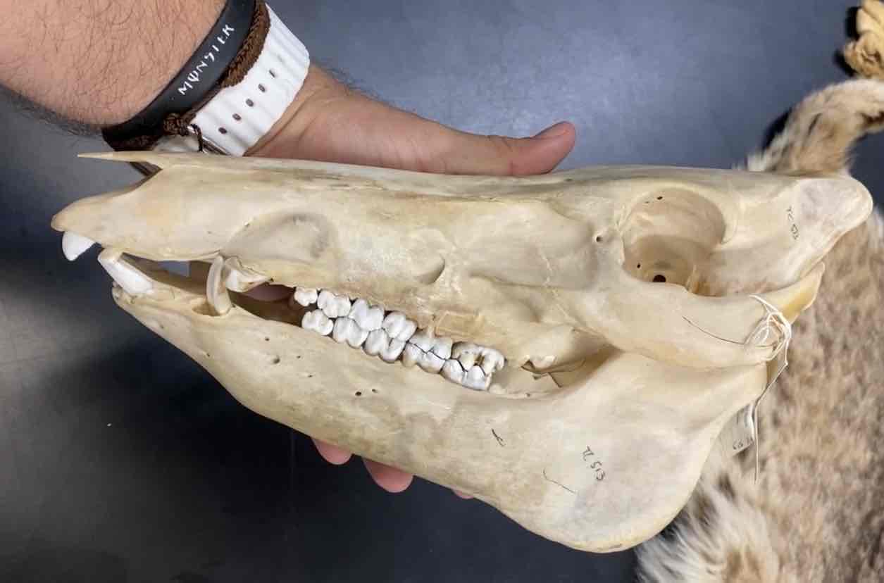 <ul><li><p>Order- Artiodactyla </p></li><li><p>Fam- Suidae</p></li></ul><p>eyes small and located high on skull. ears small and pointed. the skull is elongated with flat dorsal profile. mobile snout which has a cartilagenous disk at its tip and terminal nostrils. skull with prominent occipital crest that is formed from the supraoccipital and parietal bones. all four digits have hooves but these are only functional in locomotion on the  middle digits. upper incissors decrease in size laterally. the lower incissors are long narrow and set at a low angle in the jaw. upper canines grow out and back into large curved tusks. wear between upper and lower canines produce sharp edges. the upper canines are ever growing .omnivorous. </p>