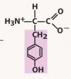 polar, aromatic R group
