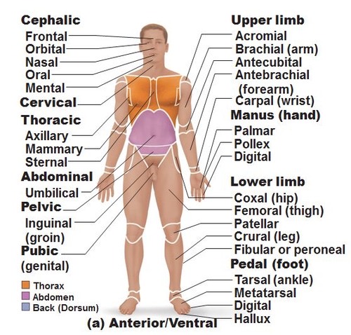 <p>Anterior/Ventral Body</p>