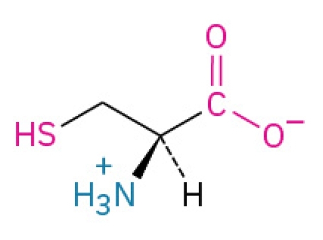<p>Polar, hydrophilic, nonessential amino acid</p>