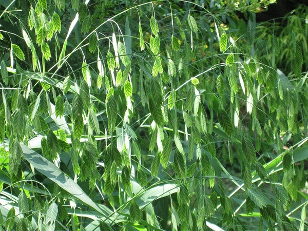 <p>river oats</p>