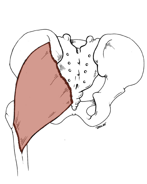 <p>Origin: <span>Posterior gluteal line, posterior surface of Sacrum and Coccyx, sacrotuberous ligament</span></p><p>Insertion: <span>Upper fibers: iliotibial tract; Lowermost fibers: gluteal tuberosity of the femur</span></p><p>Action: <span>extends the thigh; laterally rotates the femur</span></p>