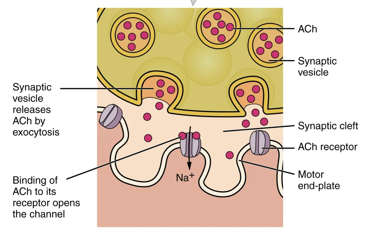 <p>motor-end plate</p><ul><li><p>The postsynaptic portion of the NMJ</p></li></ul><p></p>