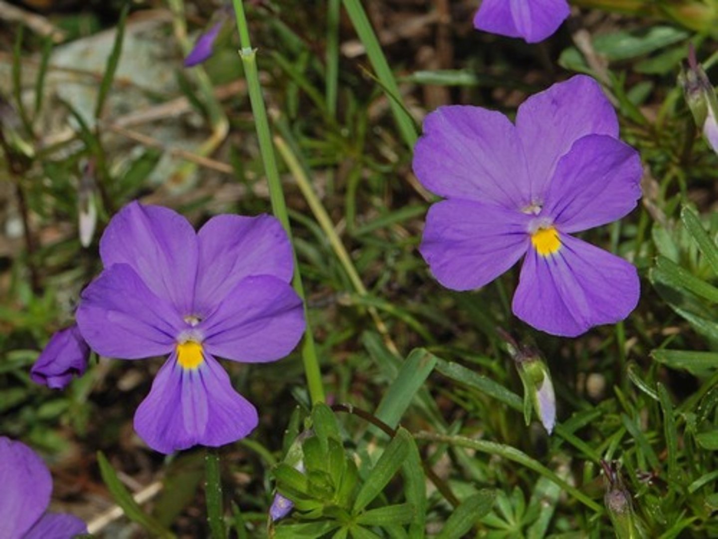 <p>Viooltjesfamilie</p>