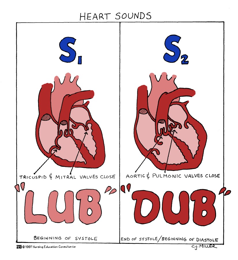 <p>sound is a classic “heartbeat”</p><p>AV (atrioventricular) and SL (semilunar) valves closing keeping everything in motion</p>