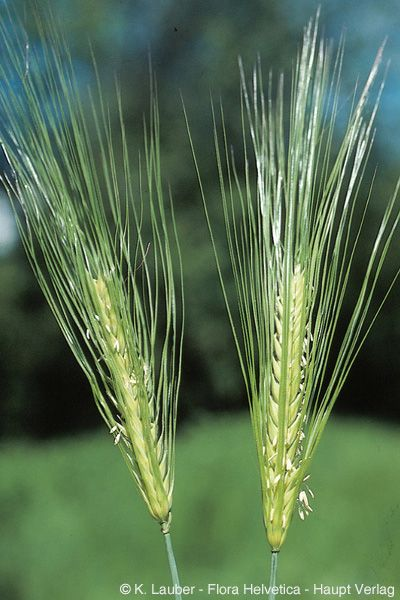 <p>Hordeum vulgare</p>