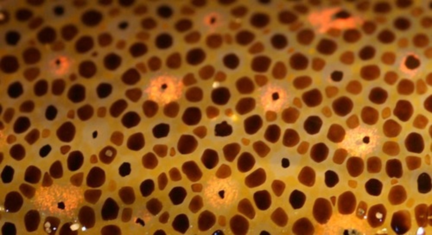 <p>-pigment containing light reflective cells</p><p>-allows animal to change colors</p>