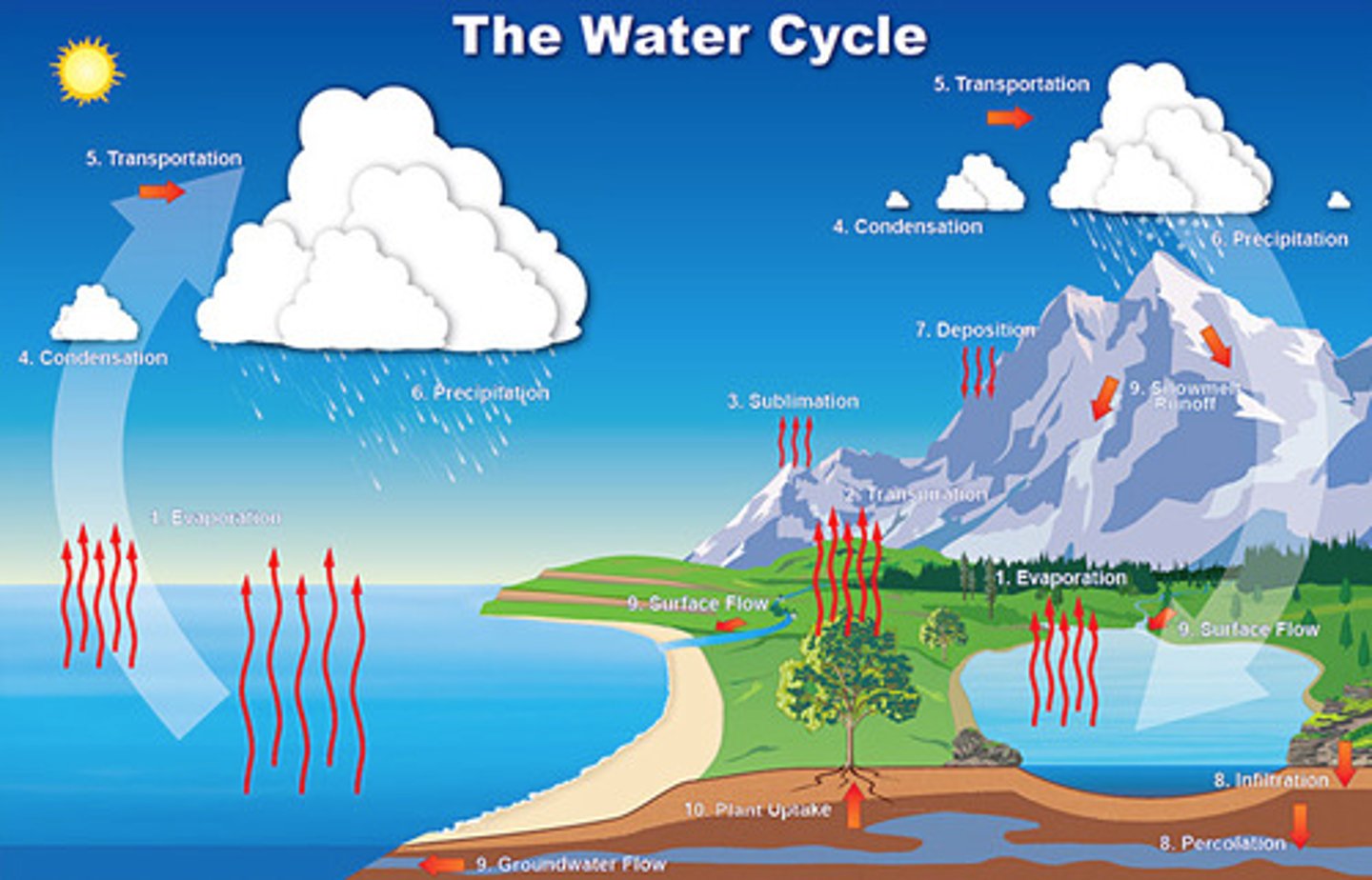 <p>the movement of water through the biosphere</p>
