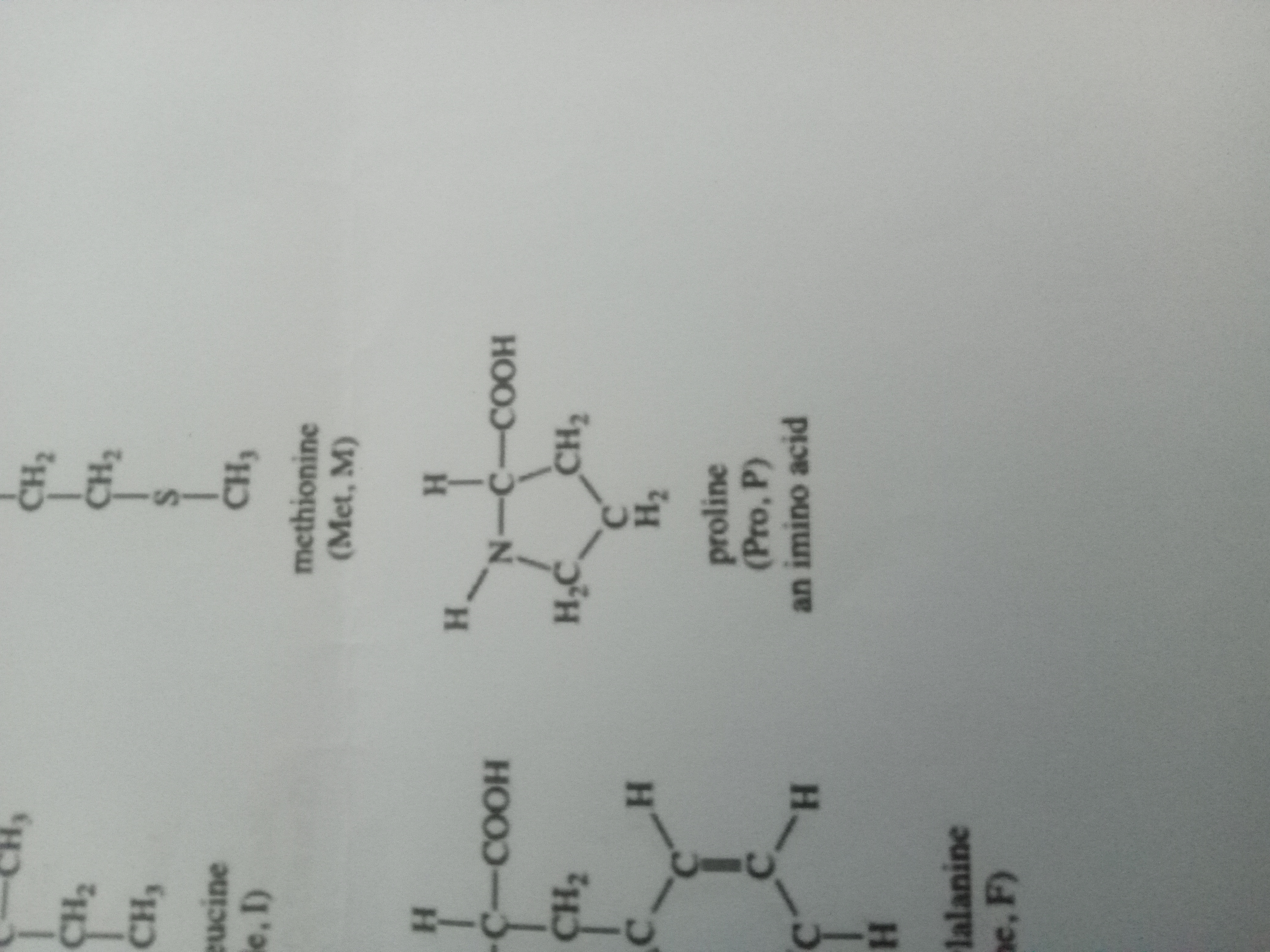 <p>Proline</p>