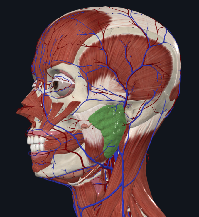 <p>What is highlighted in green</p>