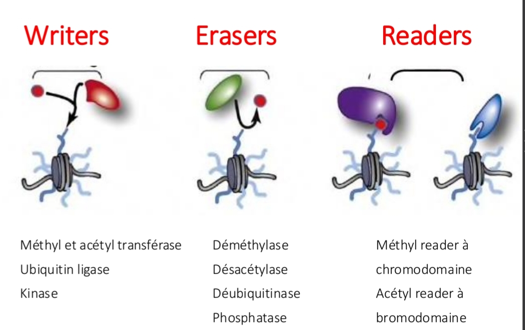 <p class="has-focus">Les histones portent des marques</p><p><span data-name="writing_hand" data-type="emoji">✍</span> writers les posent</p><p><span data-name="sponge" data-type="emoji">🧽</span> erasers les enlèvent</p><p><span data-name="eyes" data-type="emoji">👀</span> readers les lisent</p><p class="has-focus">Bromodomaines<br>Chromodomaines</p><p><span data-name="point_right" data-type="emoji">👉</span> Les readers décident si le gène sera lu ou bloqu</p><p class="has-focus"></p><p class="has-focus"></p><p>Ajout<br>Retrait<br>Lecture marques</p>