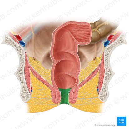 <p>the opening at the end of the digestive tract through which feces are eliminated from the body.</p>