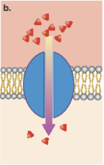 <p>channel protein</p>