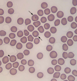 <p>What species does Cytauxzoon felis&nbsp;infect</p>