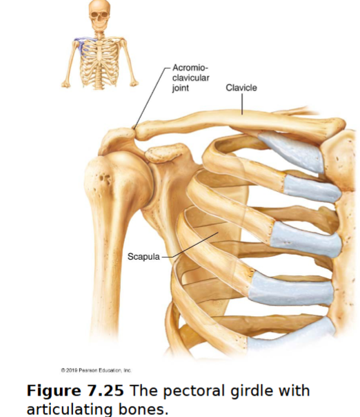 <ul><li><p>2 pairs of bones: clavicles & scapulae almost a complete circle around upper trunk</p><ul><li><p>bones are light & very movable- because scapulae only attached laterally- not attached to the axial skeleton</p></li><li><p>socket of shoulder joint (glenoid cavity) is shallow & poorly reinforced</p></li><li><p>attachment points of muscles that move upper limbs</p></li></ul></li></ul><p></p>