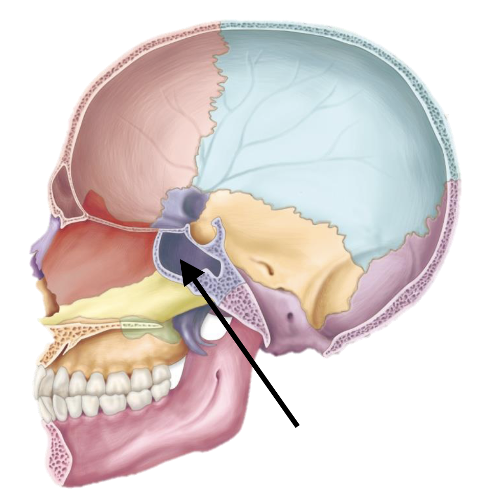 <p>Name the bone</p>