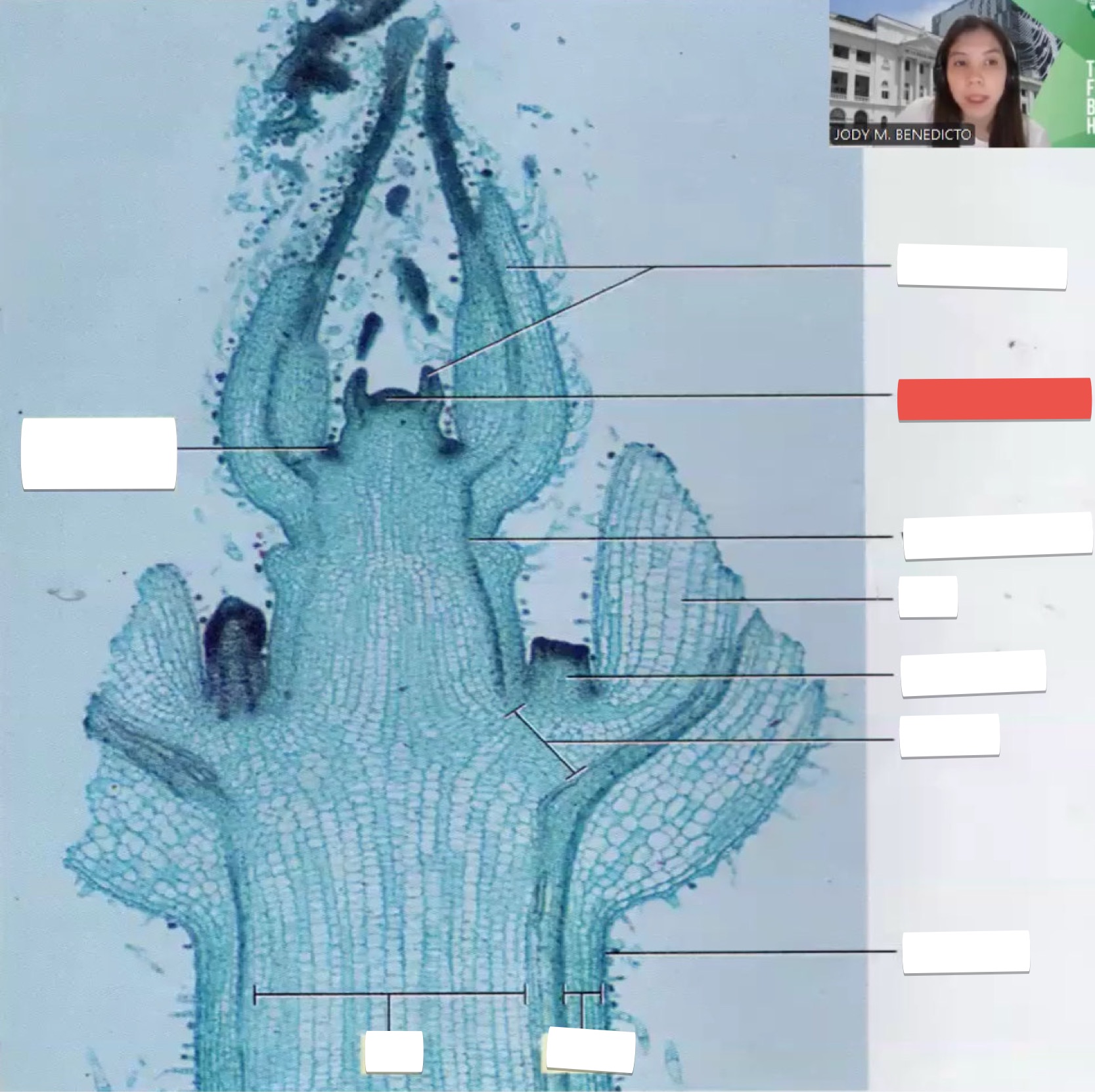 <p>identify the part in red</p>