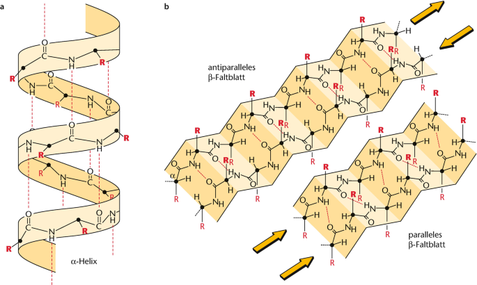 <p>Det finns 2 typer där polypeptidens huvudkedja skapar interaktioner:</p><ul><li><p>Beta-flak: antiparallella eller parallella</p></li><li><p>Alfa-helix: vanligt för vissa aminosyror</p></li></ul><p></p><p>Ibland kan det uppstå “svängar” som kopplar samman alfa och beta, sker endast med prolin och glycin.</p>