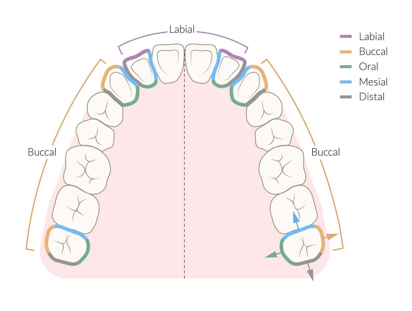 <p><span>lip-side; usually reserved for the incisors and canines</span></p>