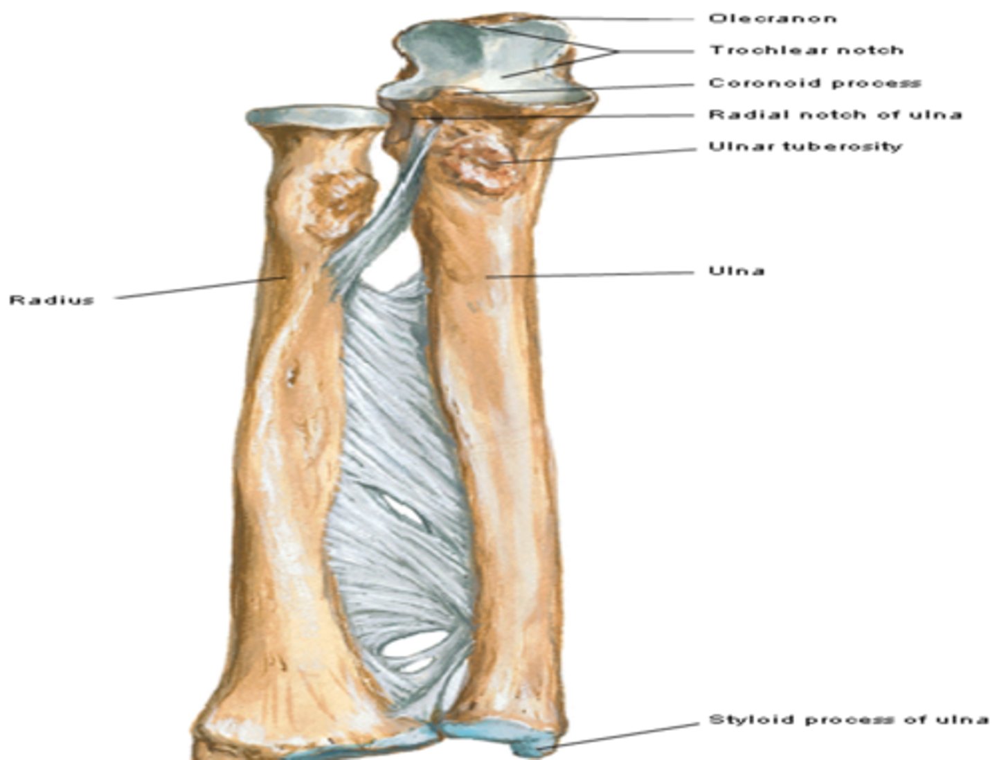 <p>attachment for brachialis muscle</p>