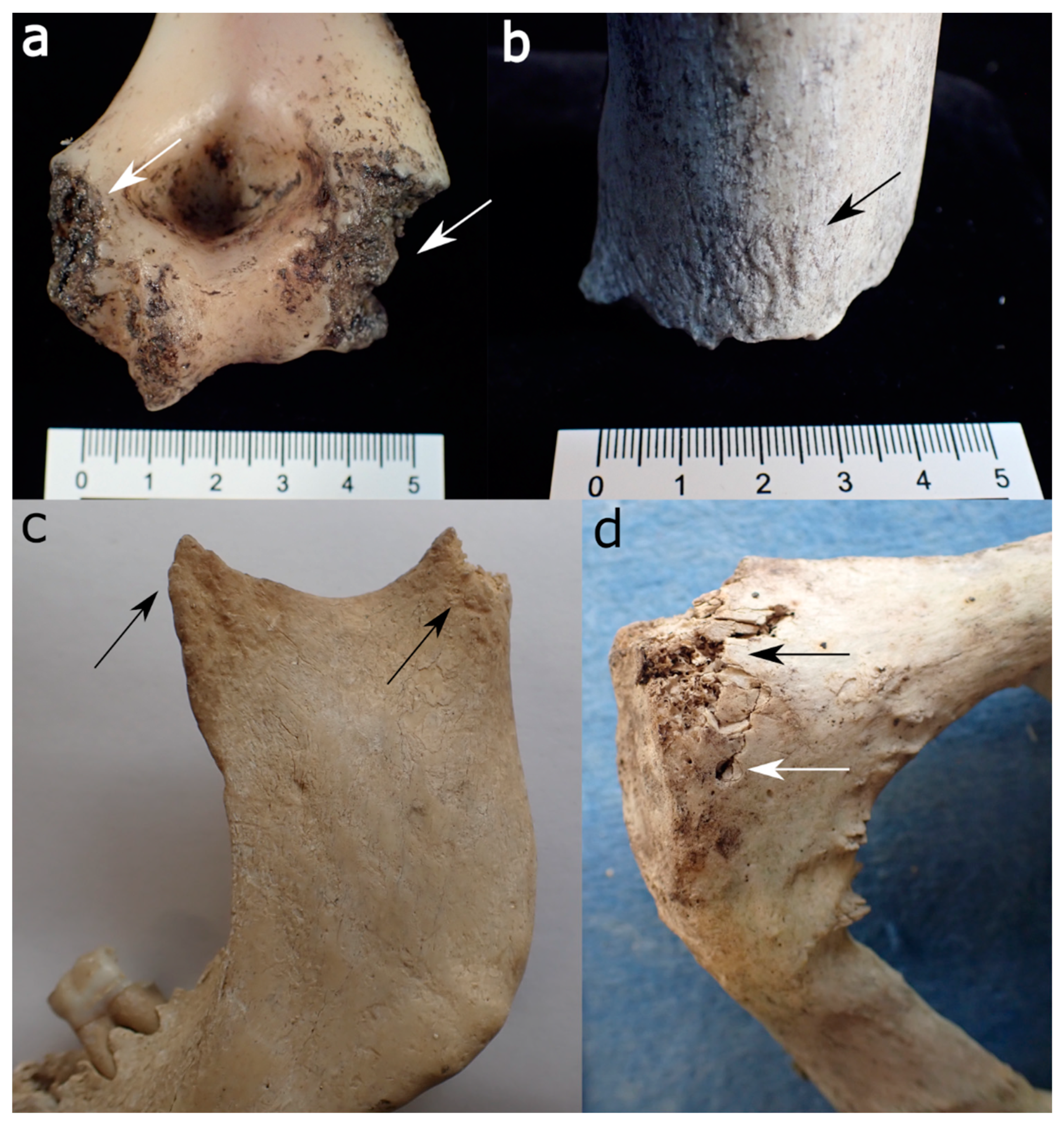 <p>effects of animal scavenging</p>