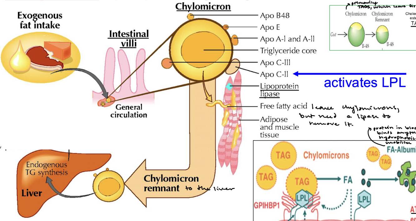 <p>Activated by Apo C-II, LPL cleaves off the free fatty acid from either TAG or cholesteryl esther so that the FFAs can leave the chylomicrons and be transported to adipose and muscle tissue.</p>