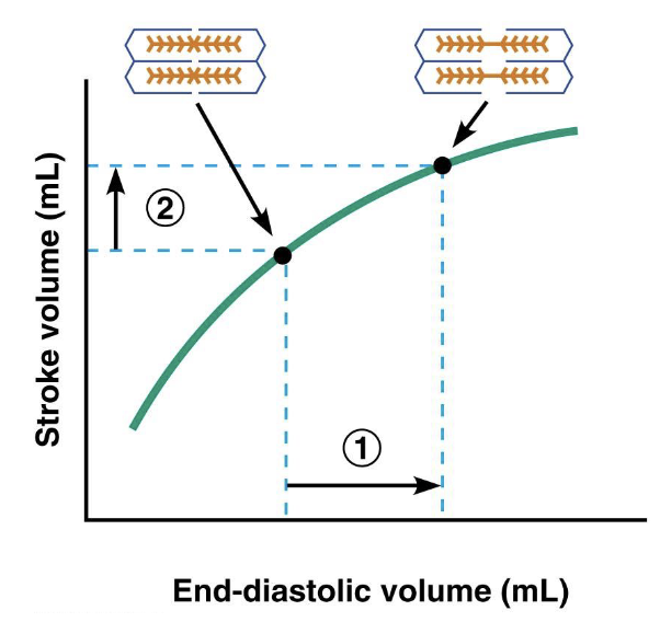 <p>length tension relationship</p><ol><li><p>increase in EDV</p></li><li><p>causes stroke volume to increase</p></li></ol><p>HOW?</p><ul><li><p>change filament overlap and spacing</p></li><li><p>increase Ca2+ release from SR</p></li><li><p>increase sensitivity of troponin to Ca2+</p></li></ul><p></p>