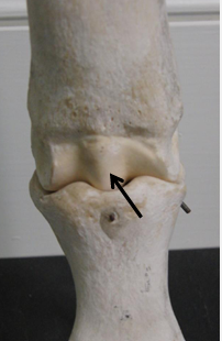 <ul><li><p>slightly rounded eg of one bone fits into slightly hollow of another</p></li><li><p>one bone moves, the other is stationary</p></li><li><p>elbow</p></li><li><p>equine MCP</p></li></ul><p></p>
