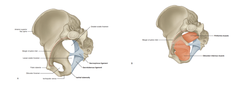 <ul><li><p>Pelvic girdle — a ring-like bondy structure in the lower part of the trunk, connecting the axial skeleton to the lower limbs </p></li><li><p>Posteriorly the inlet is bordered by the body of S1, which projects into the inlet as the sacral promontory </p><ul><li><p>On each side of this vertebra, wing-like transverse processes called the alae (wings) contribute to the margin of the pelvic inlet</p></li></ul></li><li><p>Laterally, a prominent rim on the pelvic bone continues the boundary of the inlet forward to the pubic symphysis — where both pelvic bones join on the midline </p></li></ul>
