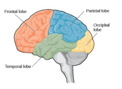 <p>Cerebral Cortex</p>