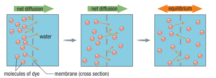<ul><li><p><span>The ability of a substance to move across a membrane unassisted&nbsp;</span></p></li><li><p><span>Movement of a substance from <strong>high </strong>to <strong>low </strong>concentration (no energy needed)&nbsp;</span></p></li><li><p><span>Rate of diffusion depends on the concentration gradient between two sides of a membrane&nbsp;</span></p></li><li><p><span><strong>Dynamic equilibrium - even after the concentration of molecules is the same on both sides, they continue to move from one side to the other&nbsp;</strong></span></p></li></ul><p></p>