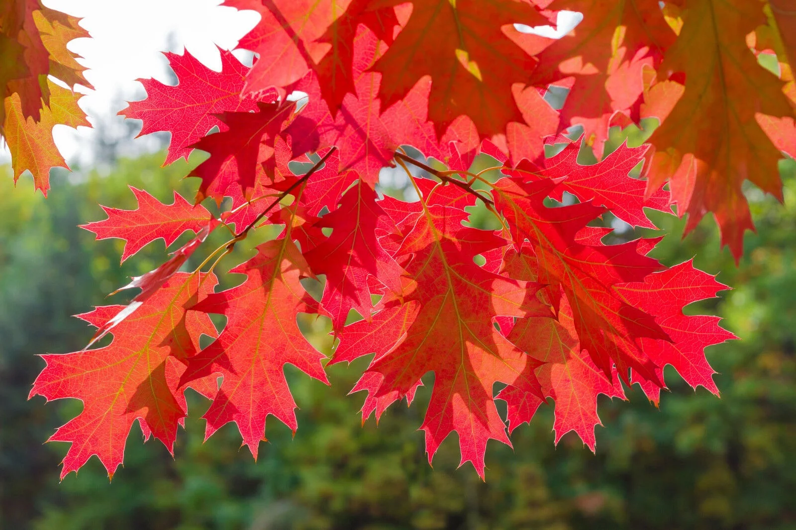 <p><em>Oak (Quercus spp.)</em></p><ul><li><p class=""><em>Q. robur (Common oak)</em>: short petiole, lobed leaves, acorns on long stalks</p></li><li><p class=""><em>Q. petraea</em> (Sessile oak): long petiole, acorns have no stalks</p></li><li><p class=""><em>Q. rubra </em>(red oak)<em> </em>and<em> Q. ilex </em>(evergreen oak) are two more species</p></li></ul><p></p>