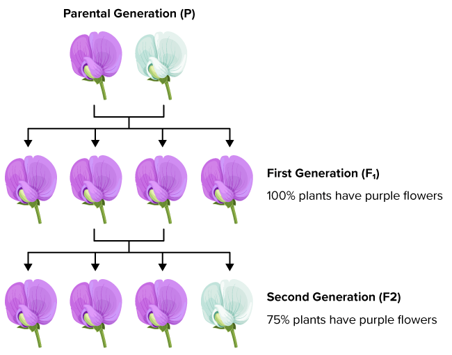 <p>Offspring resulting from the cross of two parental organisms with different genotypes.</p>