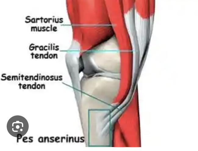 <ul><li><p>the <strong>conjoined</strong> <strong>tendons</strong> of the sartorius, gracilis &amp; semitendinosus” muscles</p></li></ul><p></p>
