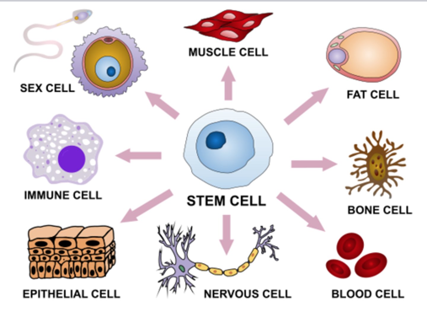 <p>The basic unit of structure and function in all living things</p>